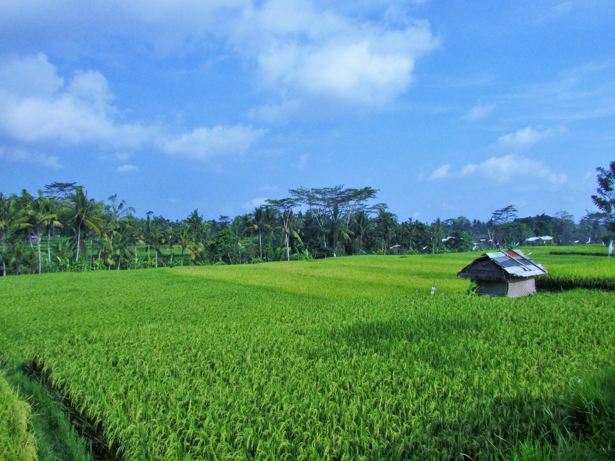 Temuku * Ubud (Bali)