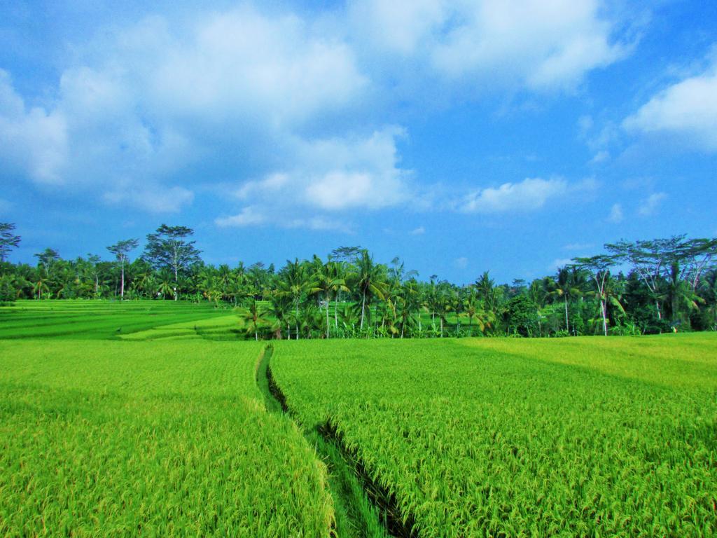 Temuku Ubud (Bali)